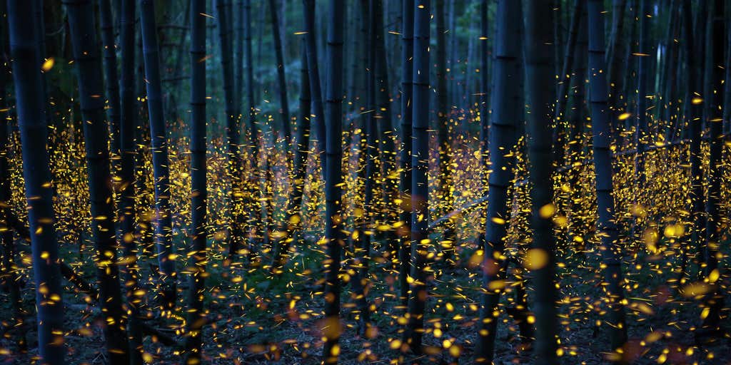 Firefly Frenzy! 1